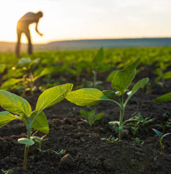 Foods & Agro